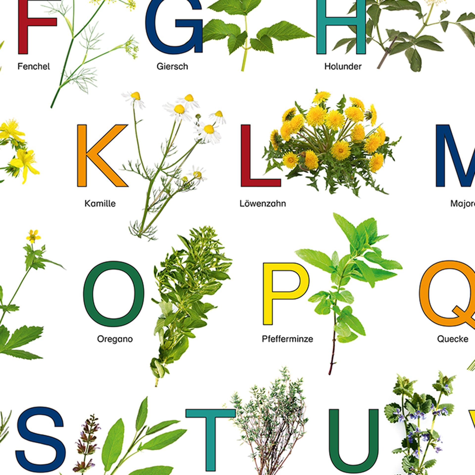 Kräuterplakat
