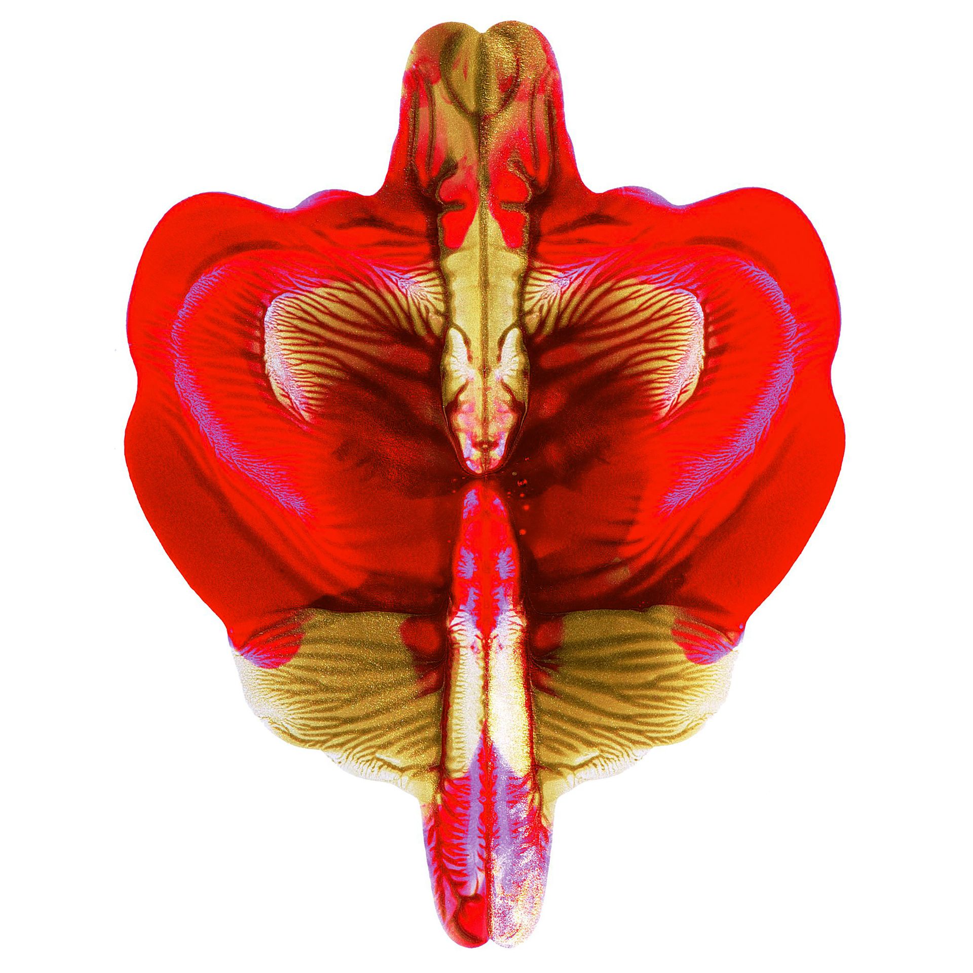 Gute Farbe, 500 ml, rot